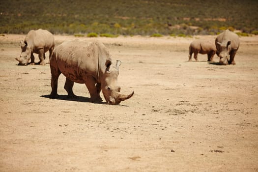 We have to protect our rhinos. rhinos on the plains of Africa.