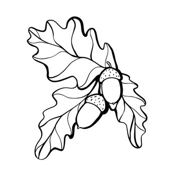 Oak twig with acorns hand drawn illustration