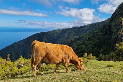 A cow eats green grass on the slope of the island. Rural background.