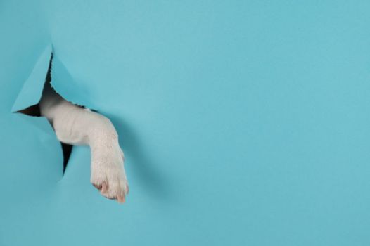 Dog paw sticks out of a hole in a paper blue background. Copy space.