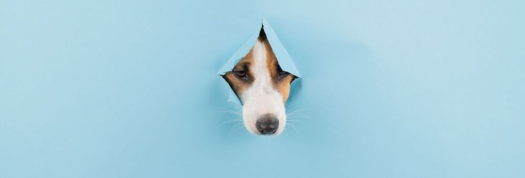 Dog nose from a hole in paper blue background. Copy space.