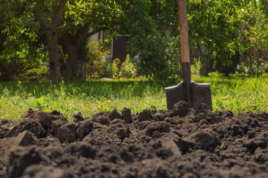 Garden shovel in ground loosen soil preparation. Farming garden work farm soil digging in garden spade soil shovel digging spade grass. Backyard gardening tool. Agricultural tools. Shoveling dirt