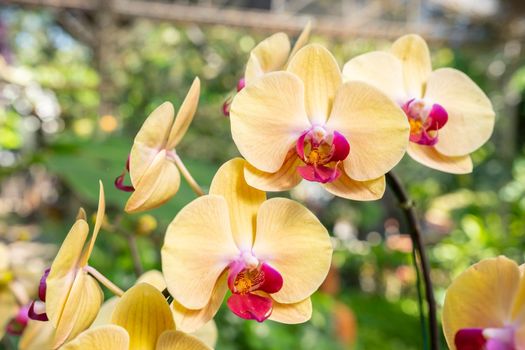 The yellow Orchid in nature farm.