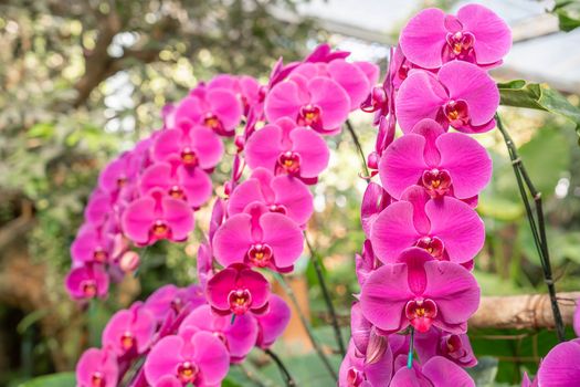 The Violet phalaenopsis or Moth orchid from family Orchidaceae in orchid farm.