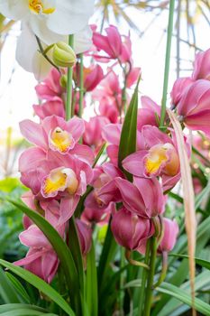 Close-up the a Pink Cymbidium Orchid