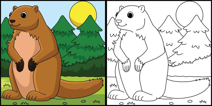 Marmot Animal Coloring Page Colored Illustration