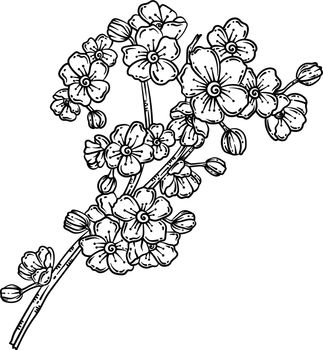 Cherry Blossoms Spring Coloring Page for Adults