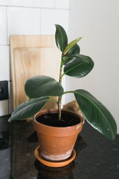 Ficus houseplant in orange ceramic pot indoors - home plant concept