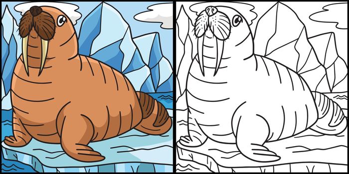 Walrus Coloring Page Colored Illustration