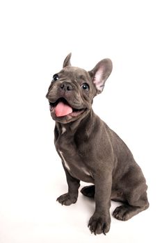 Smiling adorable French bulldog puppy sitting on a white background