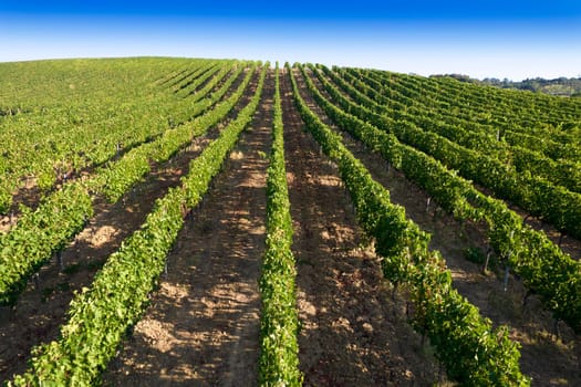 Aerial view of the rows of a vineyard in full ripeness