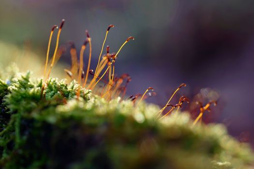 Macro shot of moss. Natural colorful background in the forest with a beautiful detail of a small plant.