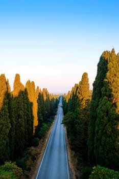 The cypress-lined avenue that leads from San Vito to Bolgheri Italy