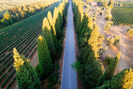 The cypress-lined avenue that leads from San Vito to Bolgheri Italy