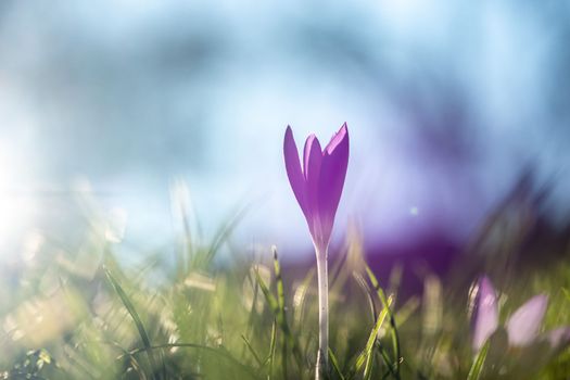 Purple crocus as the first sign of spring 2023 in Germany