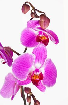 pink orchid branch isolated on white background