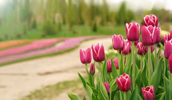 Colorful spring tulip fields. bright orange tulips. multicolored vibrant red and yellow flowers tulips and blue sky. Spring floral background.