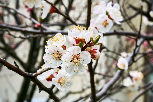 Lovely delicate flowers of spring fruit trees. Future delicious fruits