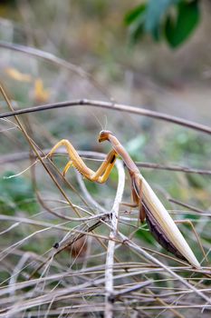 praying mantis lurks