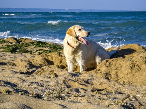 Labrador playing at the beach near the sea.
