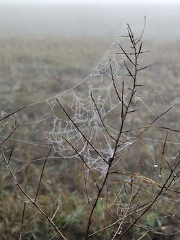 Beauty cobweb with raindrops on a plant in the field. Weather with fog