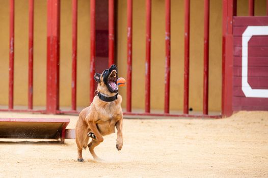 Belgian Malinois dog jumping to catch a red ball