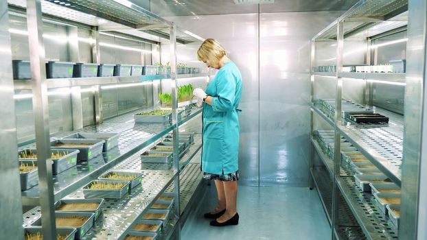 lab worker reviews growing young green sprouts in soil, in small boxes, on shelves of special chamber, in laboratory. Science laboratory research, biotechnology, GMO concept