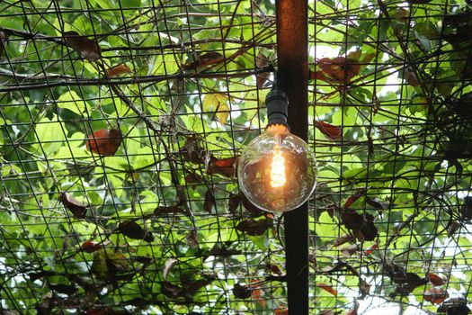 light bulb in nature, alternative energy .