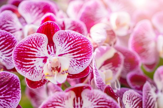 The Pink orchid, moon Phalaenopsis in botanical orchid farm.