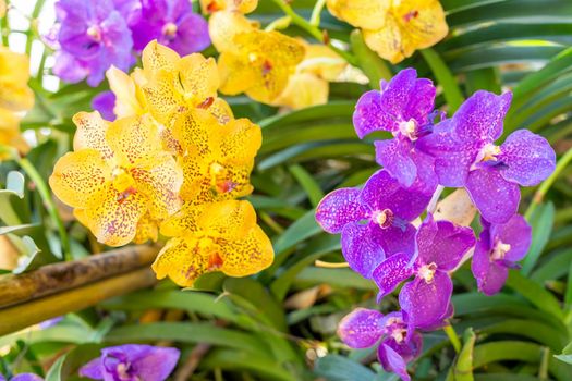 The Yellow and purple Phalaenopsis orchid in garden
