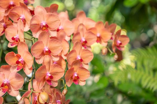 The Orange Phalaenopsis orchid flower blossom in garden
