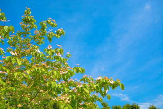 Blossoming tree branches on blue sky background