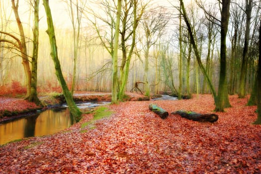Autumn in the colors of autumn. The forest in fall - with sunrise and morning fog.