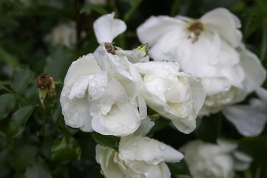 White rose with dew drops on petals.