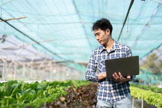 Young Asian farmer farmer record data in his farm, trying to collect and inspect the vegetables in laptop