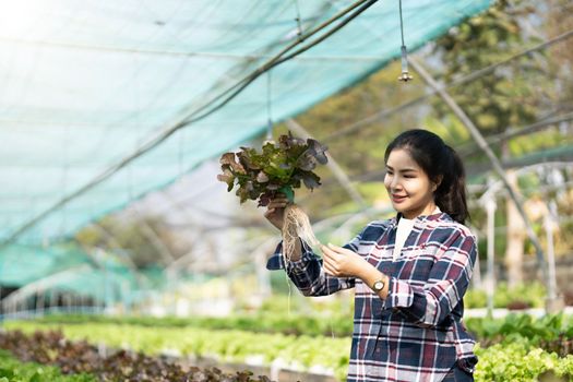 Young asian woman farmer for checking fresh green oak lettuce salad, organic hydroponic vegetable in nursery farm. Business and organic hydroponic vegetable concept