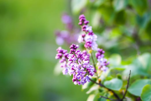 Lilac flowers. Syringa vulgaris plant in flowering season.