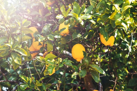 lemons in the garden are green and yellow in the sun