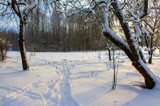 Seasonal nature background. Winter nature details.