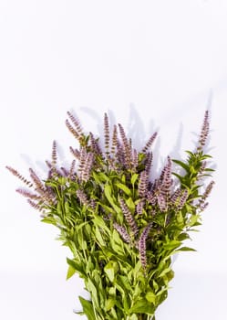 Fresh mint flowers for cosmetic products or herbal tea.