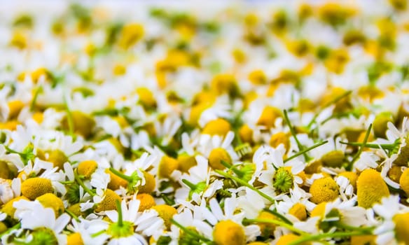 Chamomile flowers for cosmetic products, herbal tea or treatment.