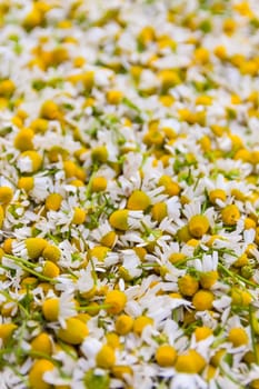 Chamomile flowers for cosmetic products, herbal tea or treatment.