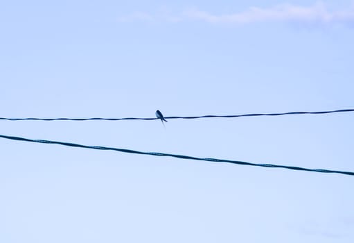 A bird sitting on the electricity cabel