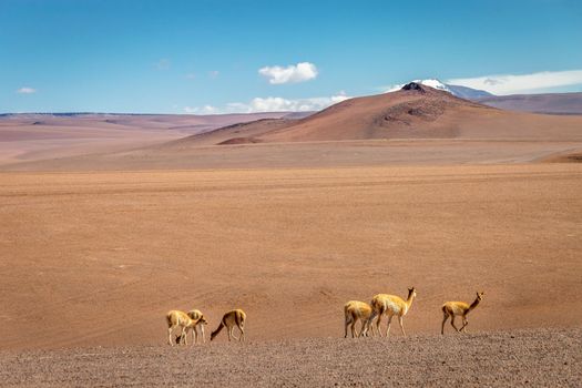 Guanaco vicuna in Bolivia altiplano near Chilean atacama border, South America