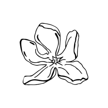 Magnolia flower head, hand drawn elements for design of wedding card and invite.Isolate on white background