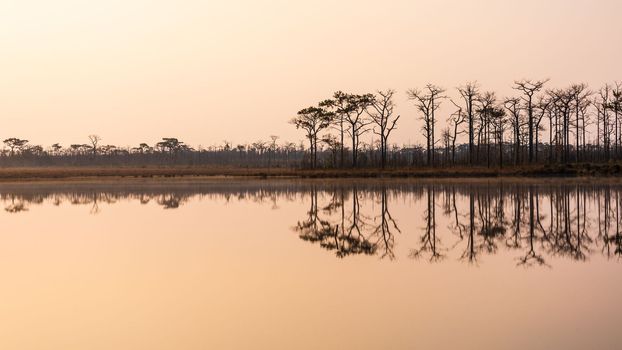 Natural scene of pine woods reflecting on flat water surface.