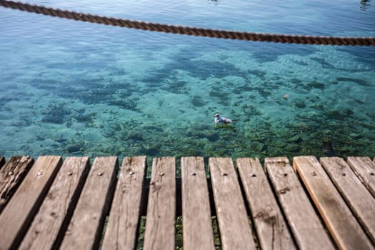 Majestic Seagull swimming in the crystal-clear waters of Lake Garda