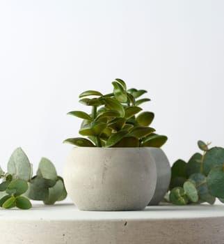 Ceramic pot with plants on a white background