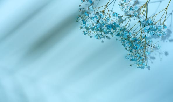 Gypsophilia branch with blue flowers on a blue background, top view