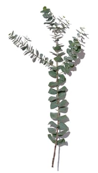 Eucalyptus branch with green leaves on a white isolated background, top view